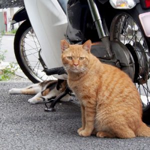 kabu and riko in fron of bike