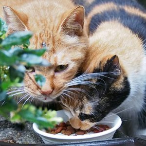 kabu and riko eating