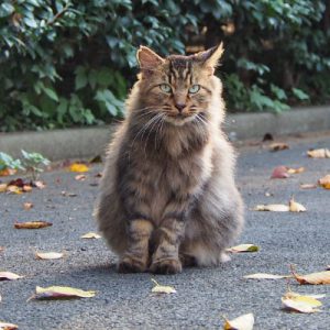 merane sitting