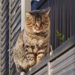 Tokky sitting on the fence