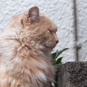 Narikoma beautiful profile