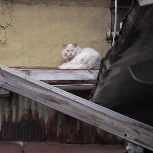 household white cat with long hair