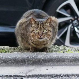 visitor tabby cat at gin place