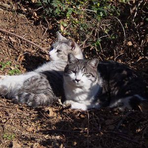 sunbathing brother cats