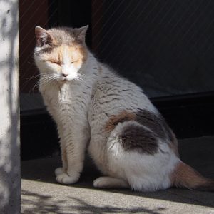 senior calico みけ姉さま