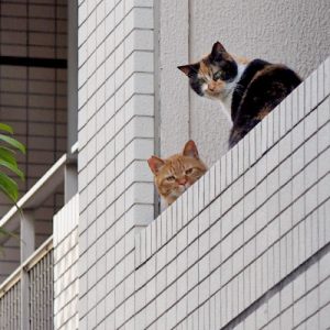 riko and cub on 2nd floor