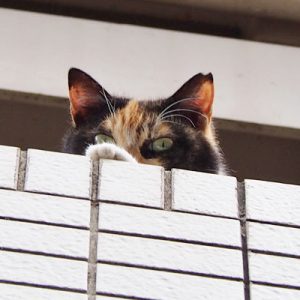 riko peeping fm 2nd floor