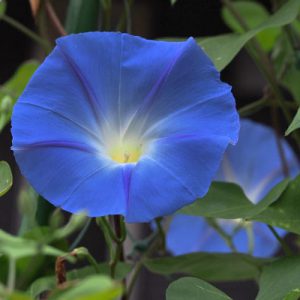 blue Morning glory