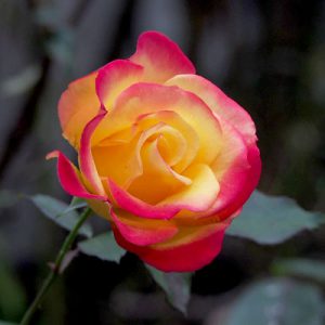 flower rose pink gradation