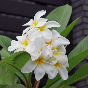 flower white tropical