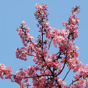 flower pink sakura momo sky