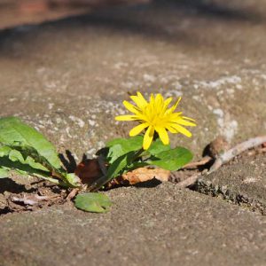 dandelion flower yellow