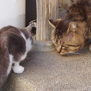 roki and chibinyan eating