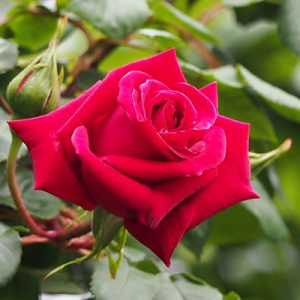 flower red rose