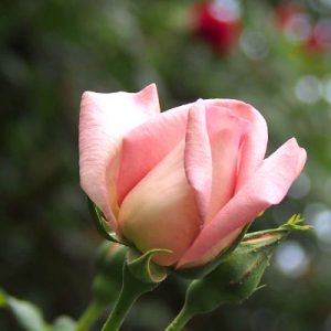 flower rose pink