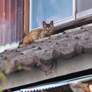 ruru on the roof and watching me