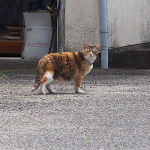 miyazaki_householdcat_calico