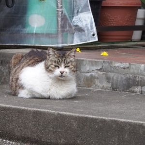 momo on the step