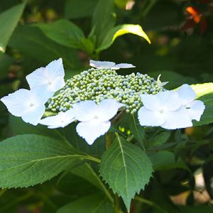 flower hydrangea blue ajisai