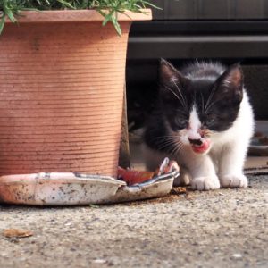 bicolor kitten and komachi