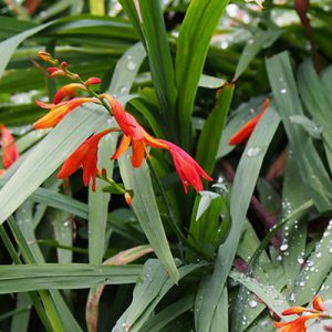 flower and rain orange