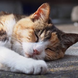 otowa sleeping on the ground