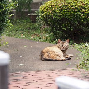 saki watching me at garden