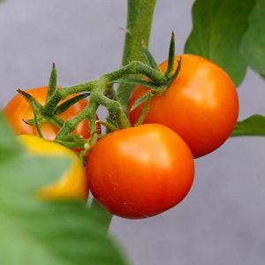 cherry tomato