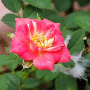 tiny rose red flower