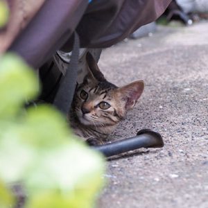 koita under the bike