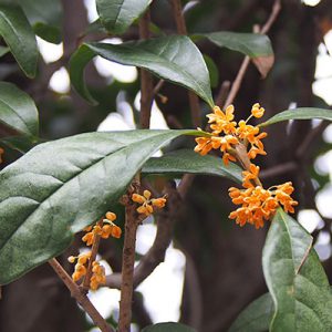 flower orange kinmokusei