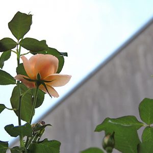 rose pink flower