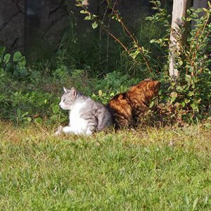 chrom and kuratan sunbathing