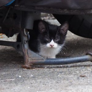 chomo under the bike