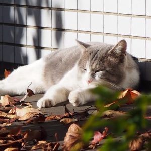 daruta nap in the sun