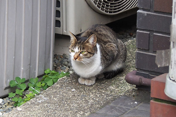 コーちゃん