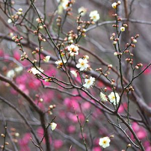 flower white pink