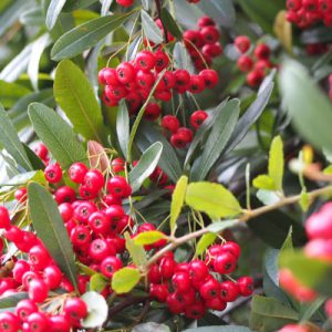 flower red fruits