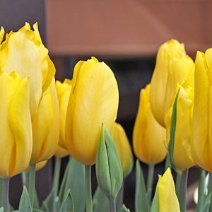 flower tulips yellow