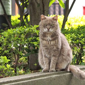 guri sitting and stare