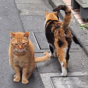 cub sitting riko walk away