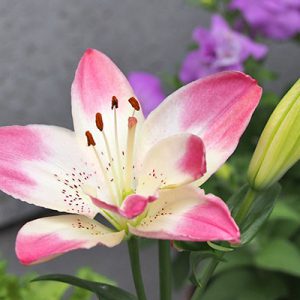 lily flower pink