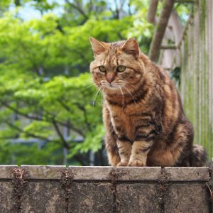 kuratan sitting on top of step