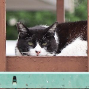 pochi face on the step