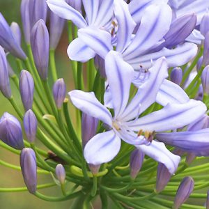 flower purple agapanthus