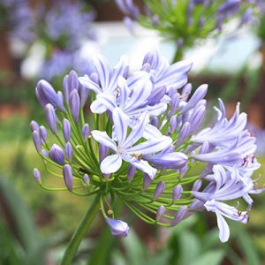 flower purple agapanthus