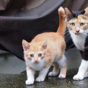 orange kitten with mama
