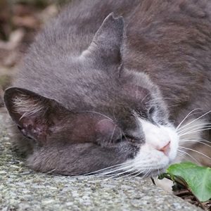 otto head on the ground