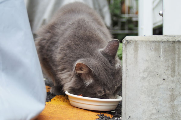 マフ　食べる３