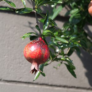 flower fruits zakuro